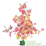 Cotinus 'Lilla' Smoke Bush Plant - 3Ltr Pot