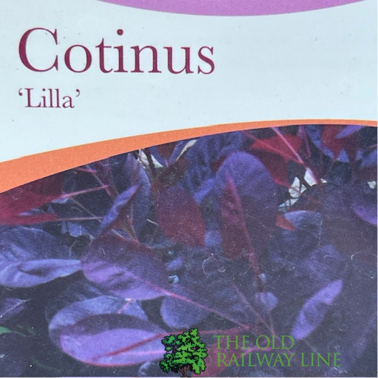 Cotinus 'Lilla' Smoke Bush Plant - 3Ltr Pot
