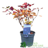 Cotinus 'Lilla' Smoke Bush Plant - 3Ltr Pot