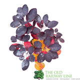 Cotinus 'Royal Purple' Smoke Tree Plant - 3Ltr Pot