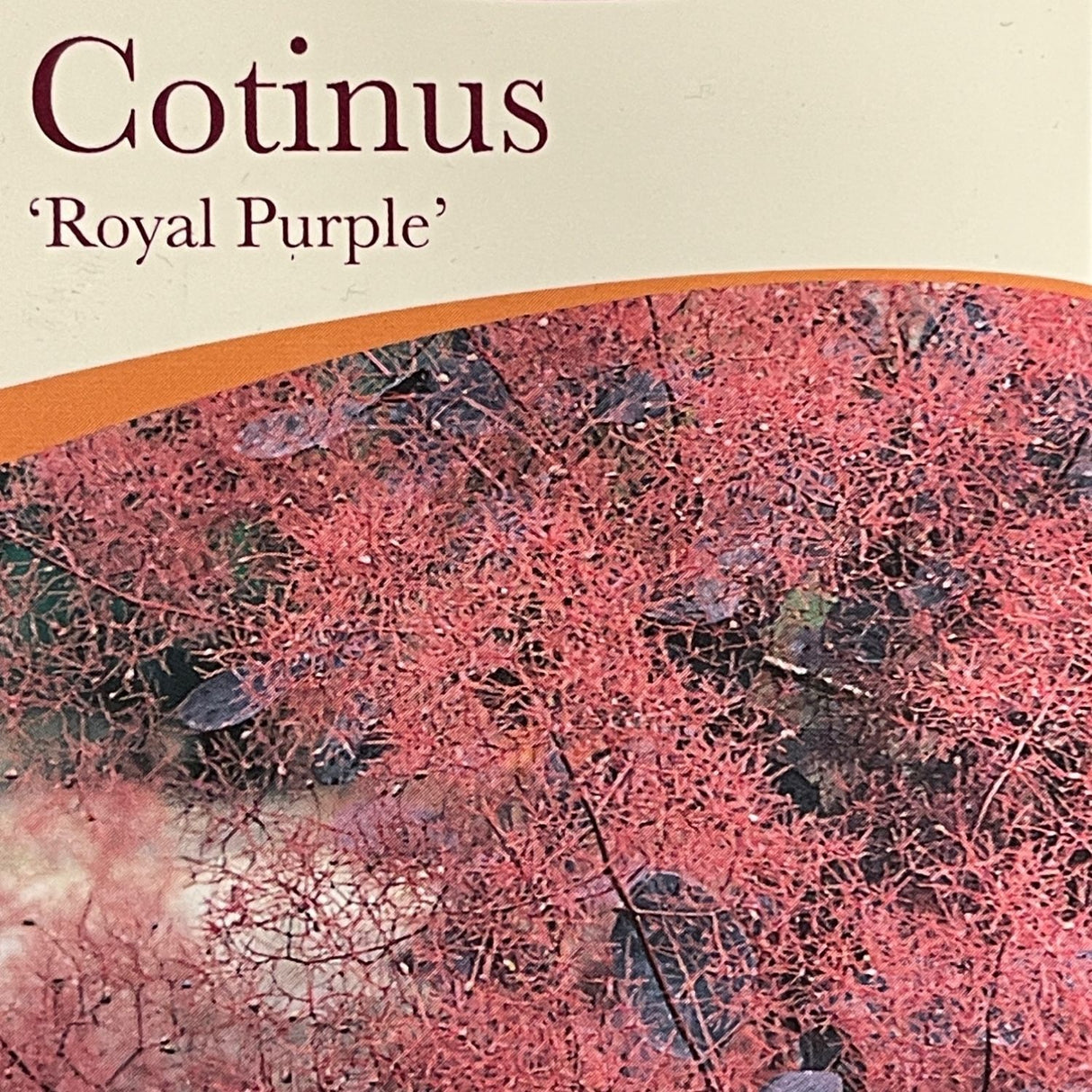 Cotinus 'Royal Purple' Smoke Tree Plant - 3Ltr Pot