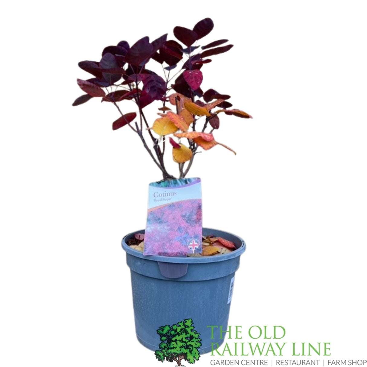 Cotinus 'Royal Purple' Smoke Tree Plant - 3Ltr Pot