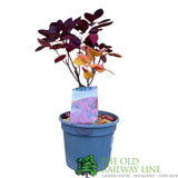 Cotinus 'Royal Purple' Smoke Tree Plant - 3Ltr Pot