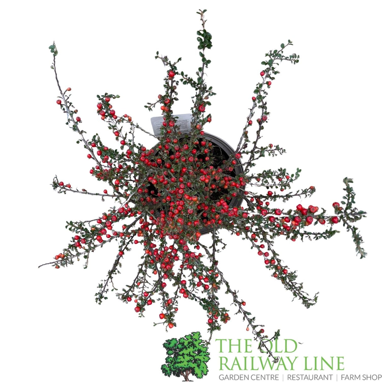 Cotoneaster horizontalis Plant - 3Ltr Pot