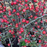 Cotoneaster horizontalis Plant - 3Ltr Pot