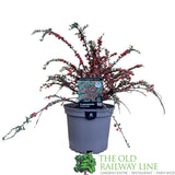 Cotoneaster horizontalis Plant - 3Ltr Pot