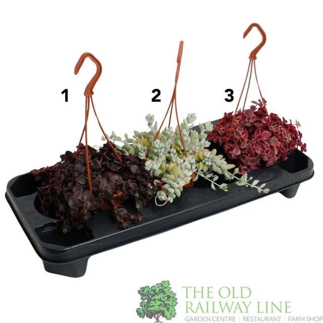 Crassula marginalis Mixed Hanging 12cm Pot (Choice of 3) - Old Railway Line Garden Centre