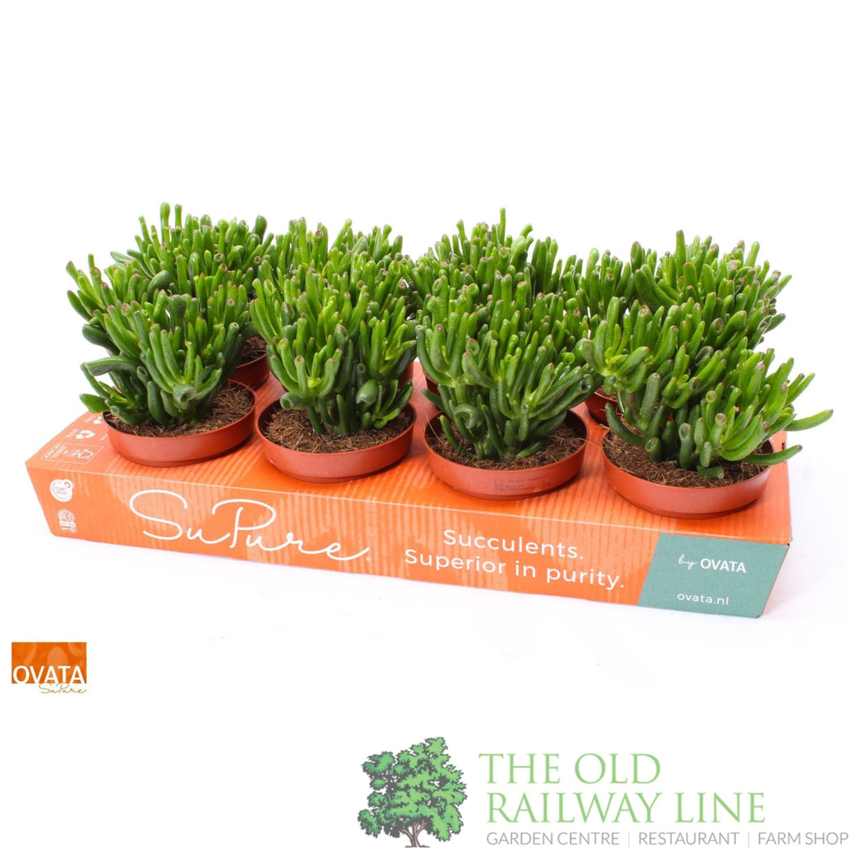 Crassula ovata 'Hobbit' 12cm Pot - Old Railway Line Garden Centre