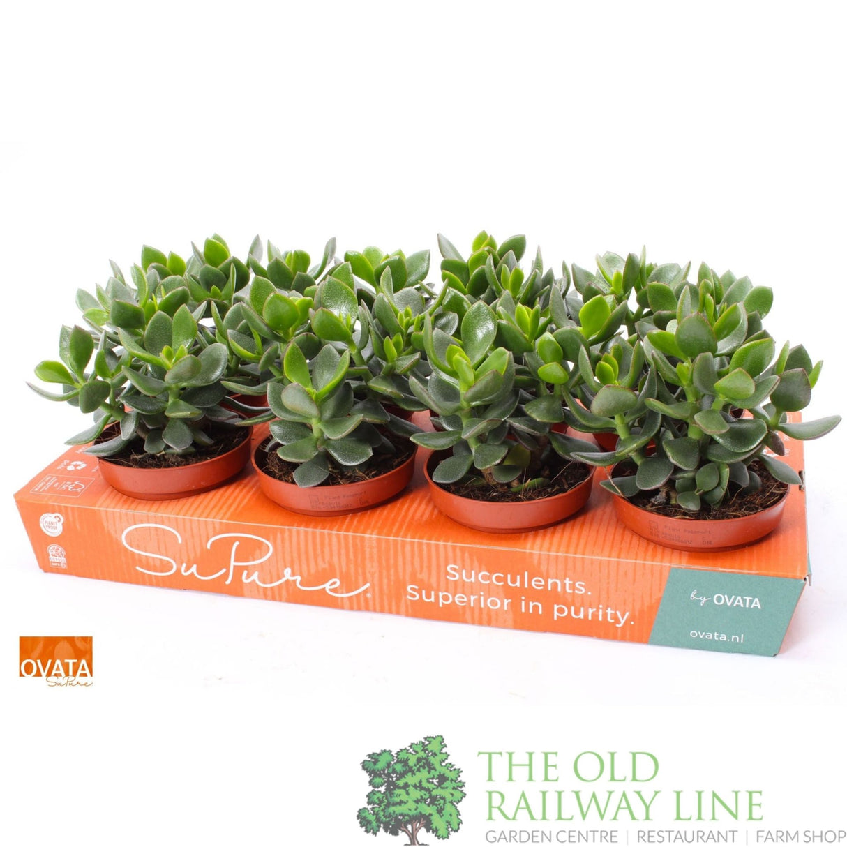 Crassula Ovata 'Hulk' 12cm Pot - Old Railway Line Garden Centre