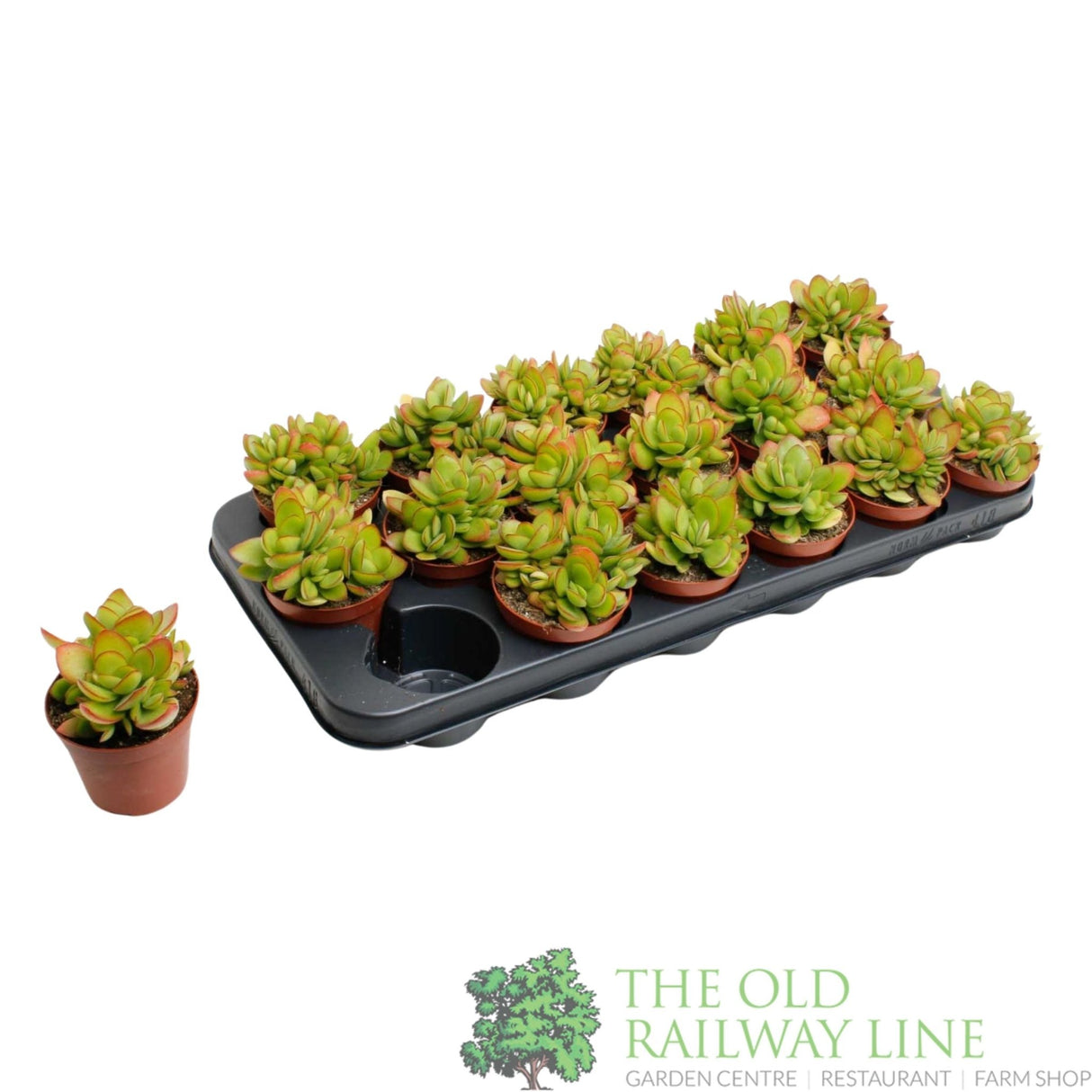 Crassula swaziensis 'Moneymaker' 8.5cm Pot - Old Railway Line Garden Centre