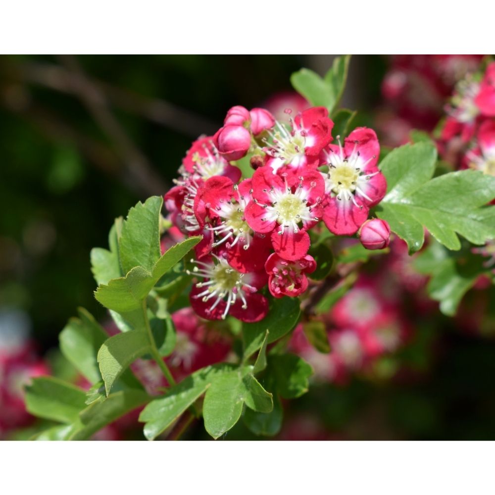 Frank P Matthews Crataegus x media ‘Crimson Cloud’ Thorn Tree - 12Ltr Pot