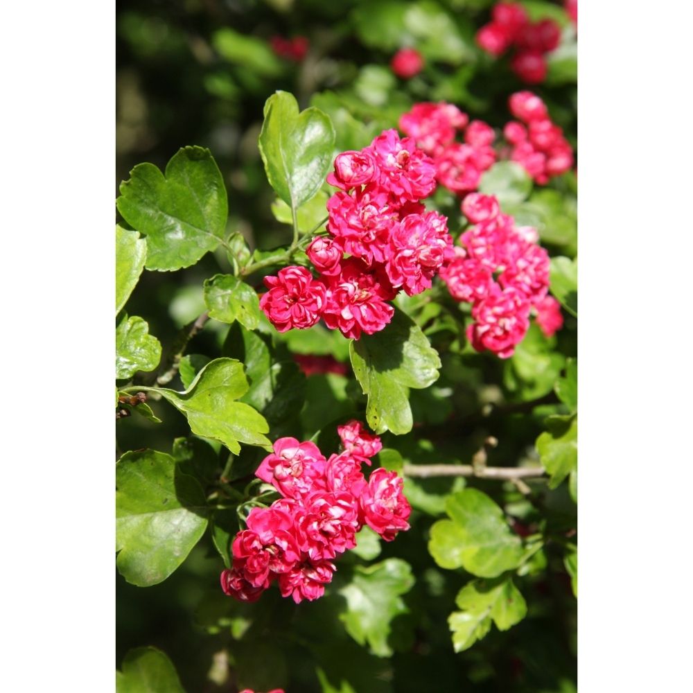 Crataegus Laevigata 'Pauls Scarlet' Thorn 12Ltr Pot
