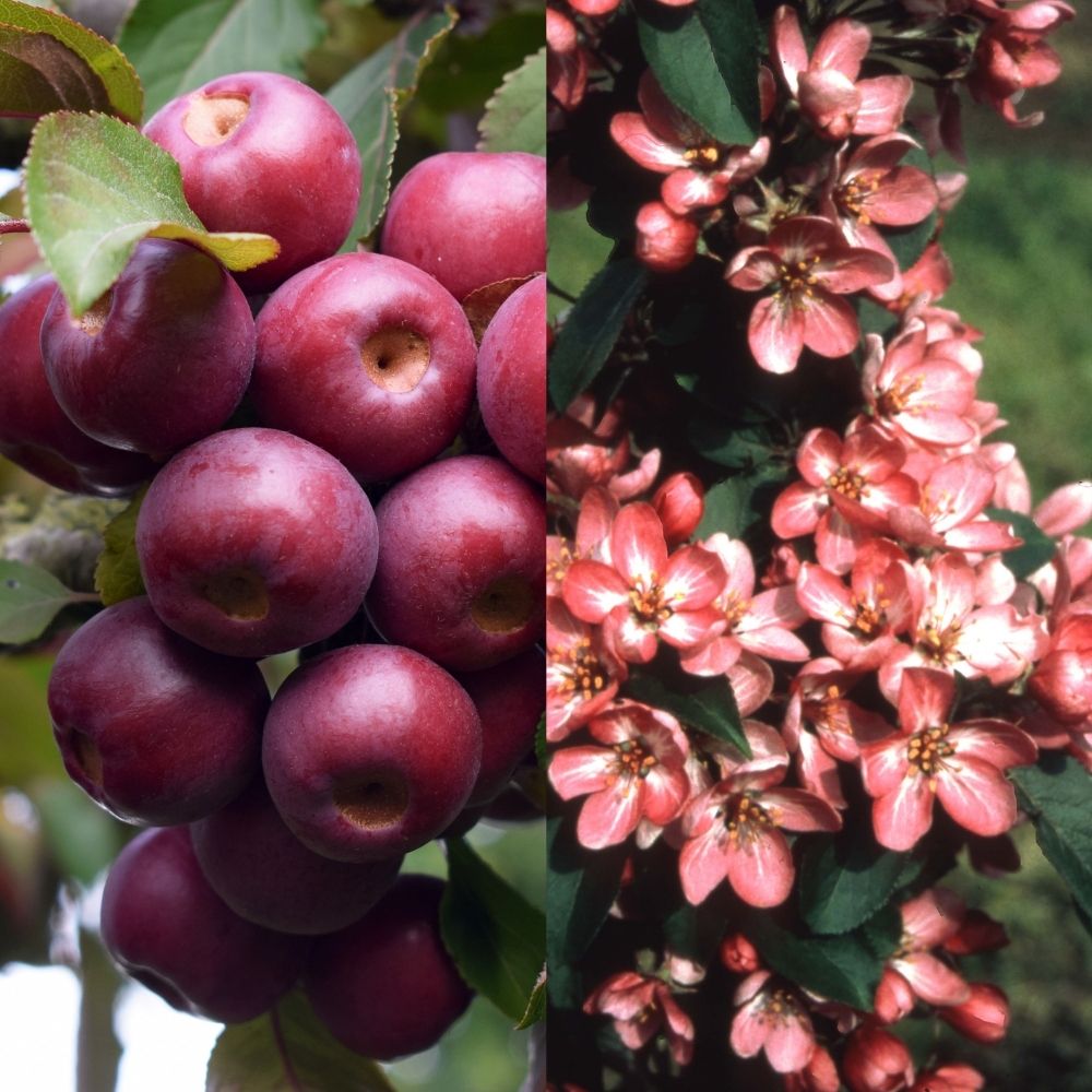 Frank P Matthews Crataegus 'Punicea Flore Pleno' Tree - 12 Ltr Pot