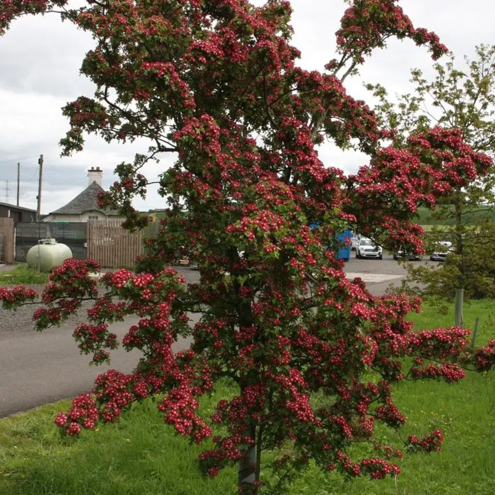 Frank P Matthews Crataegus x media ‘Crimson Cloud’ Thorn Tree - 12Ltr Pot