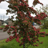 Frank P Matthews Crataegus x media ‘Crimson Cloud’ Thorn Tree - 12Ltr Pot