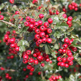 Frank P Matthews Crataegus x media ‘Crimson Cloud’ Thorn Tree - 12Ltr Pot