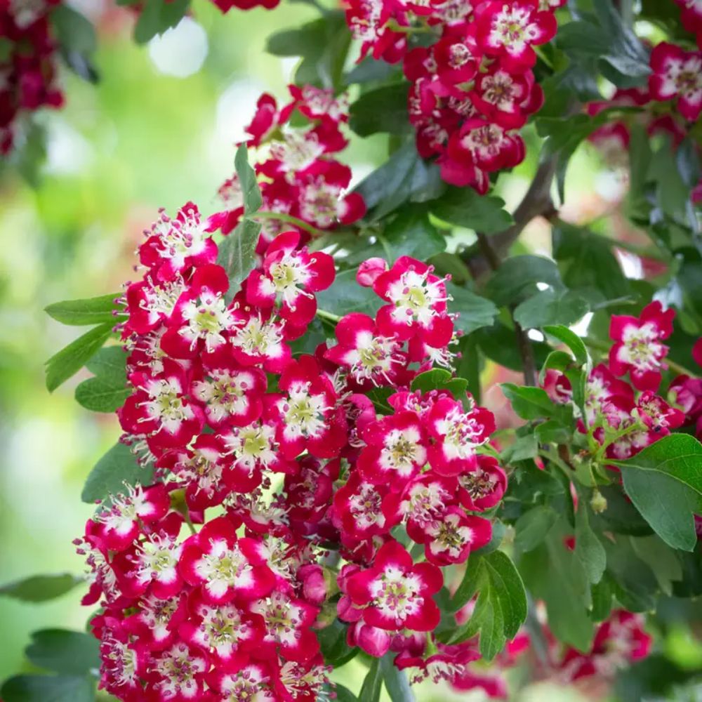 Frank P Matthews Crataegus x media ‘Crimson Cloud’ Thorn Tree - 12Ltr Pot