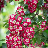 Frank P Matthews Crataegus x media ‘Crimson Cloud’ Thorn Tree - 12Ltr Pot