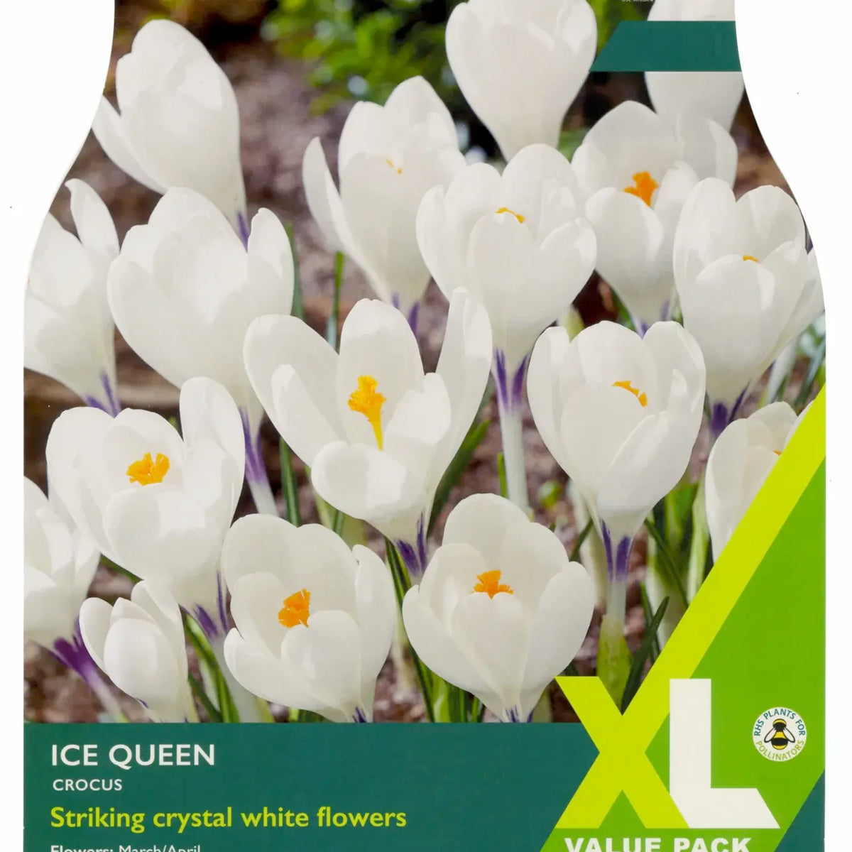 Taylors XL Ice Queen Crocus Bulbs – Old Railway Line Garden Centre