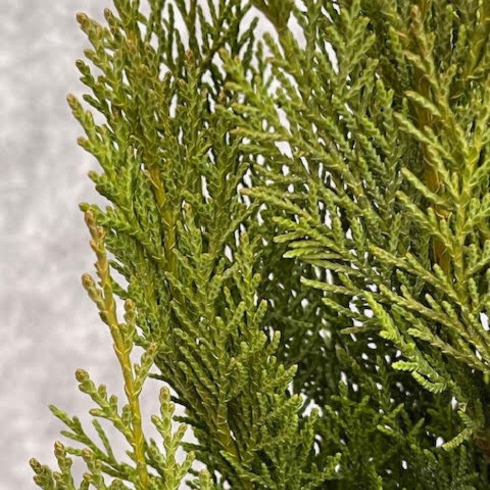 Cupressus Laylandii 2001 Plant - 10Ltr Pot
