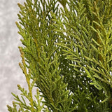 Cupressus Laylandii 2001 Plant - 10Ltr Pot