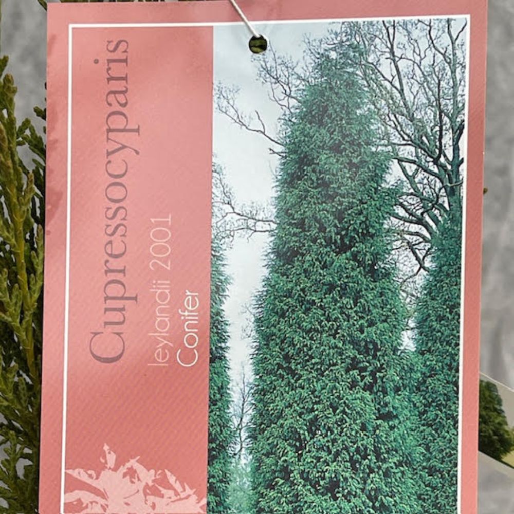 Cupressus Laylandii 2001 Plant - 10Ltr Pot