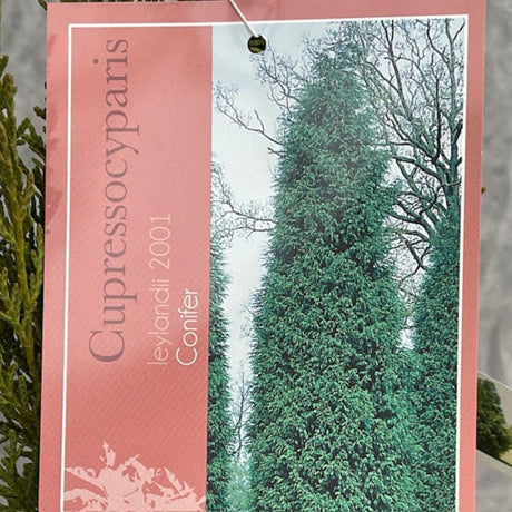 Cupressus Laylandii 2001 Plant - 10Ltr Pot