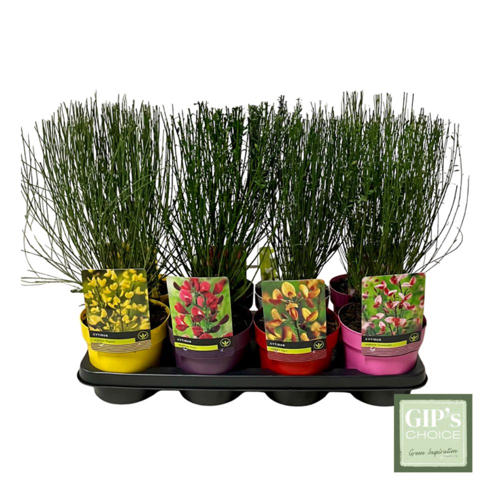 Cytisus scoparius 'Common Broom' Plant - 1.5Ltr Pot - Choice of 4