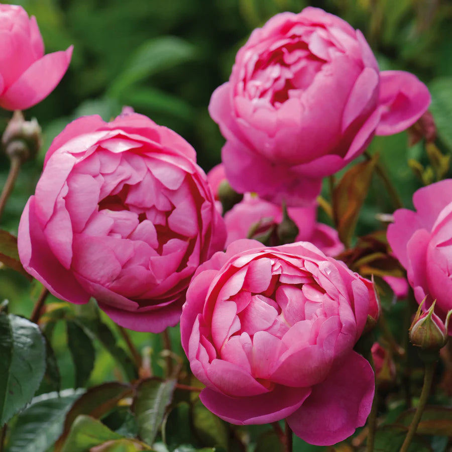 David Austin Royal Jubilee English Shrub Rose Plant