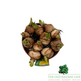 Narcissus Tete a Tete Bowl Plant - 16cm Pot