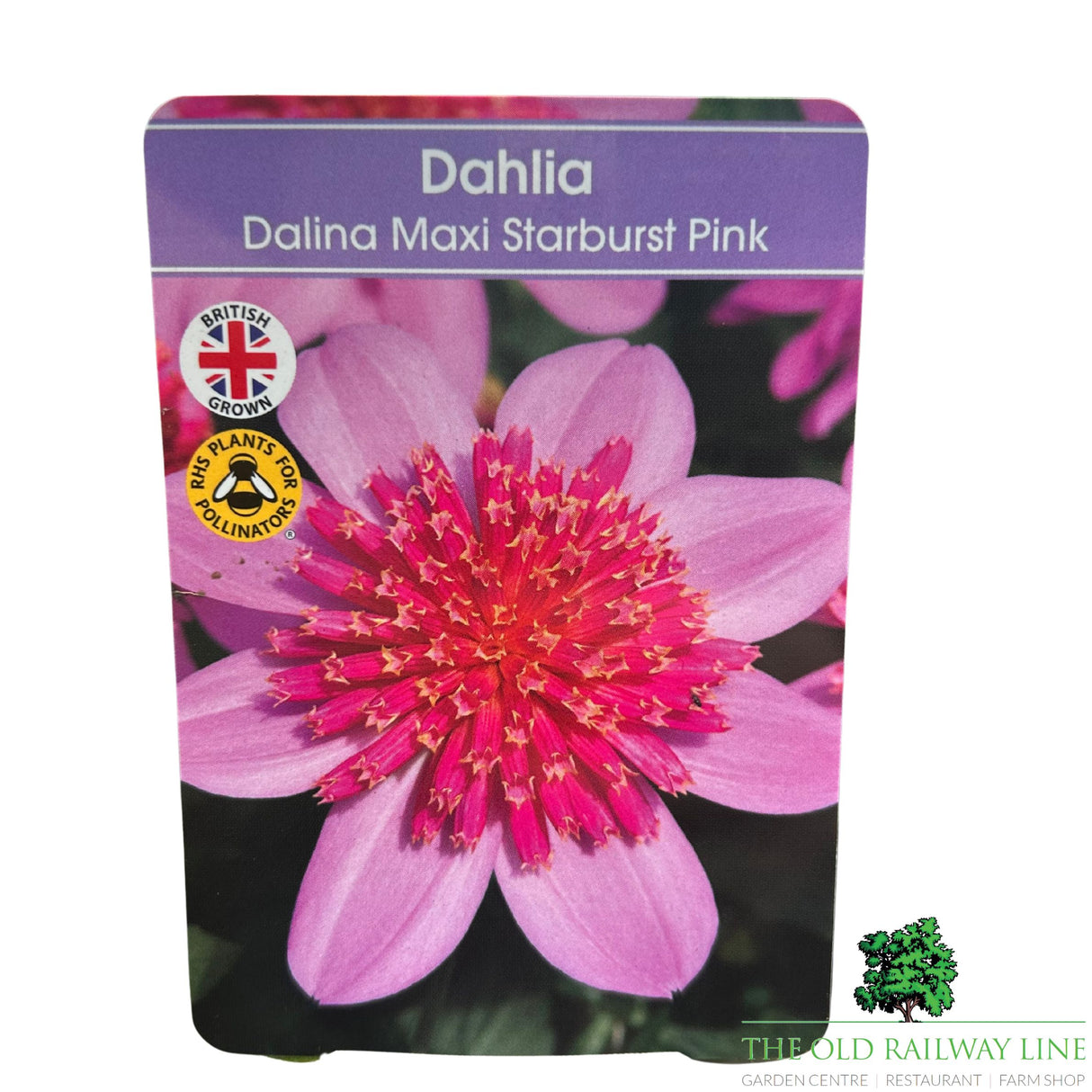 Dahlia Dalina Maxi 'Starburst Pink' Plant - 2Ltr Pot