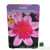 Dahlia Dalina Maxi 'Starburst Pink' Plant - 2Ltr Pot