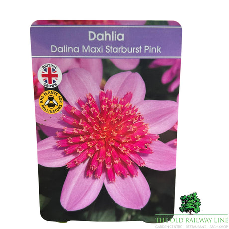 Dahlia Dalina Maxi 'Starburst Pink' Plant - 2Ltr Pot