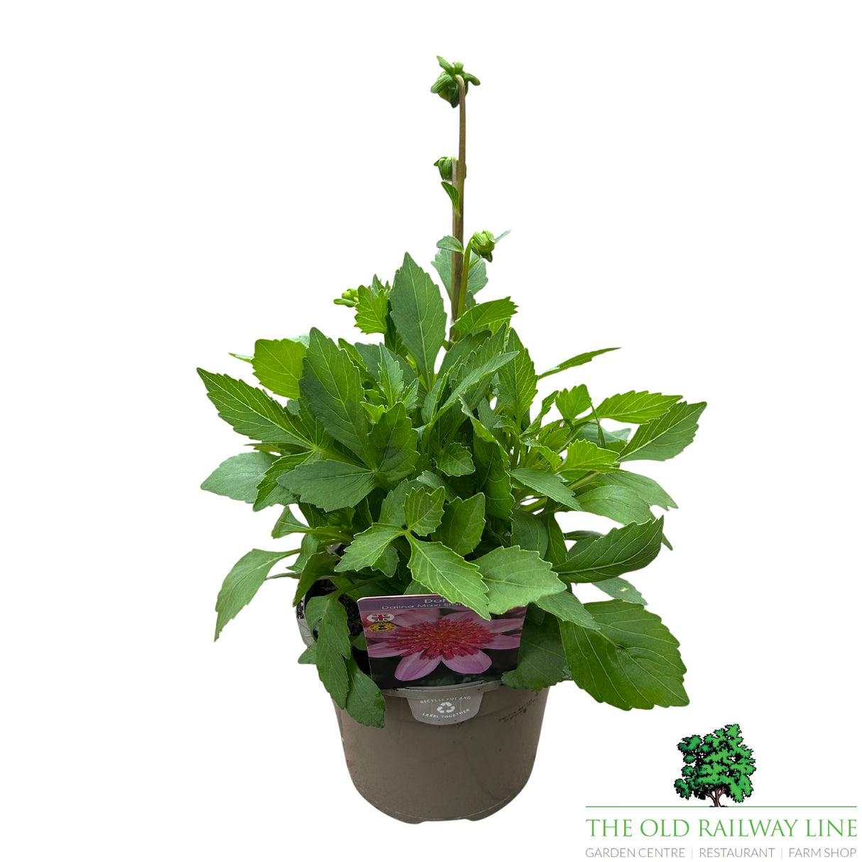 Dahlia Dalina Maxi 'Starburst Pink' Plant - 2Ltr Pot