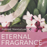 Daphne Transatlantica 'Eternal Fragrance' Plant - 2Ltr Pot