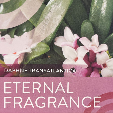 Daphne Transatlantica 'Eternal Fragrance' Plant - 2Ltr Pot