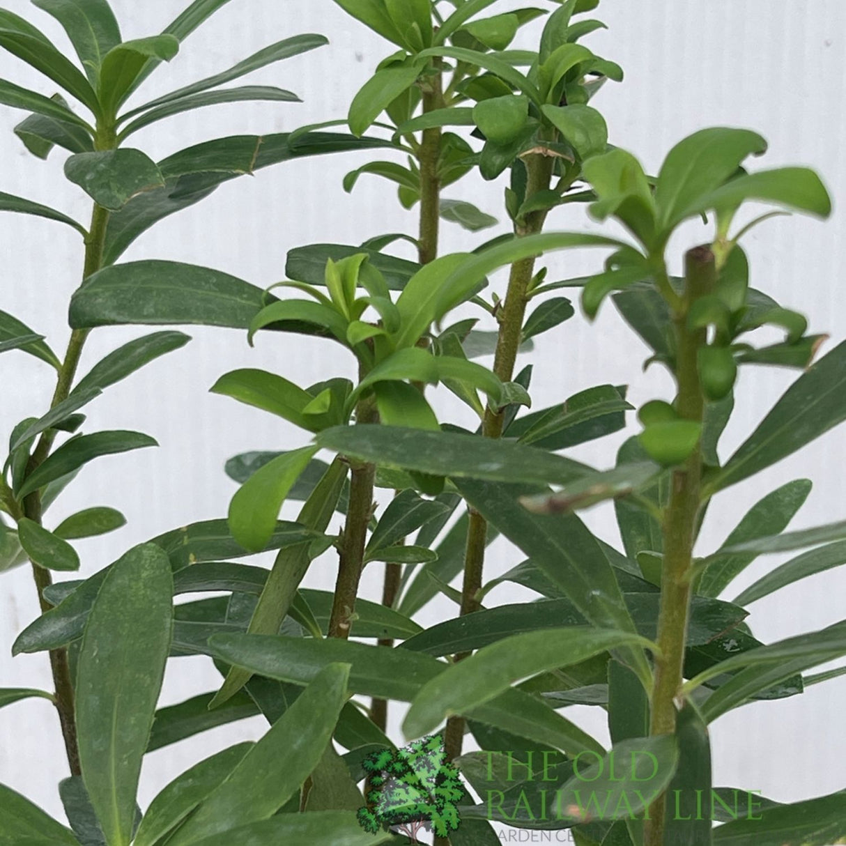 Daphne Transatlantica 'Pink Fragrance' Plant - 2Ltr Pot