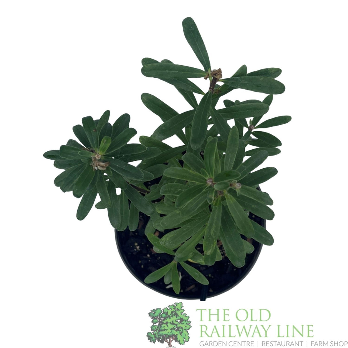 Daphne Transatlantica 'Eternal Fragrance' Plant - 2Ltr Pot