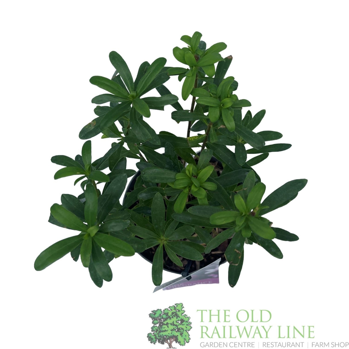 Daphne Transatlantica 'Pink Fragrance' Plant - 2Ltr Pot