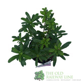 Daphne Transatlantica 'Pink Fragrance' Plant - 2Ltr Pot