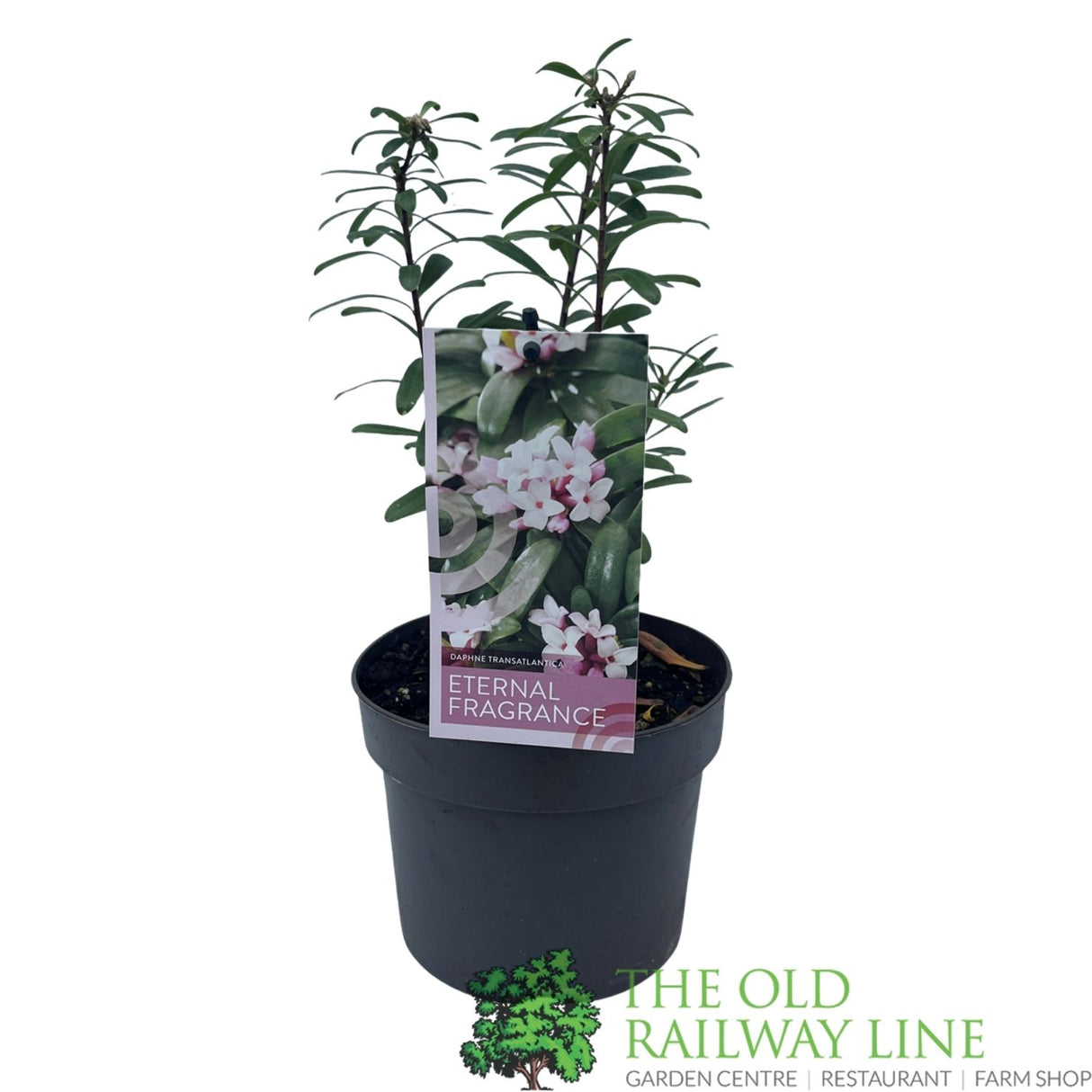 Daphne Transatlantica 'Eternal Fragrance' Plant - 2Ltr Pot