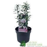 Daphne Transatlantica 'Eternal Fragrance' Plant - 2Ltr Pot