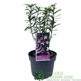 Daphne Transatlantica 'Pink Fragrance' Plant - 2Ltr Pot