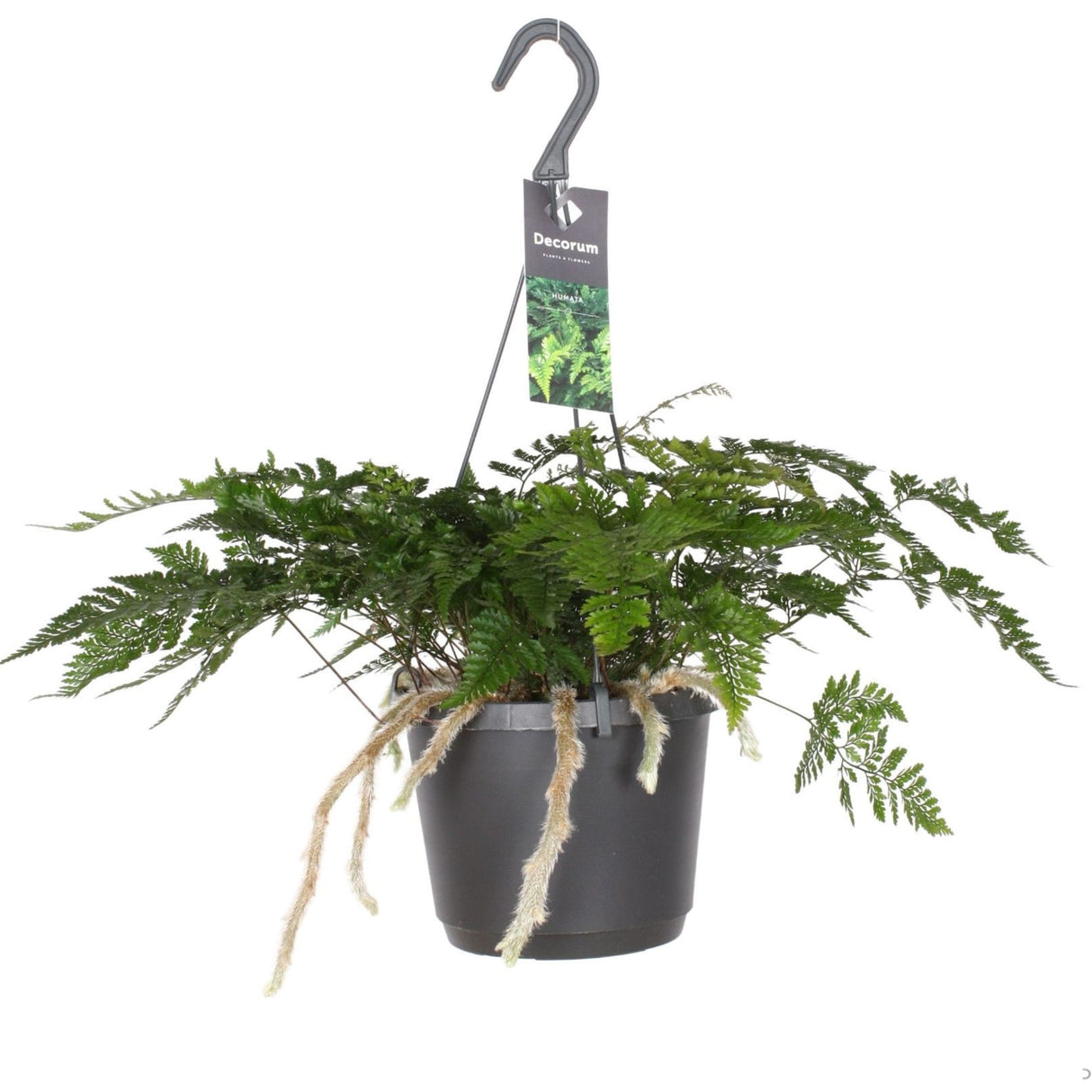 Davallia Fern 'Rabbits Foot' Hanging Houseplant - 17cm Pot