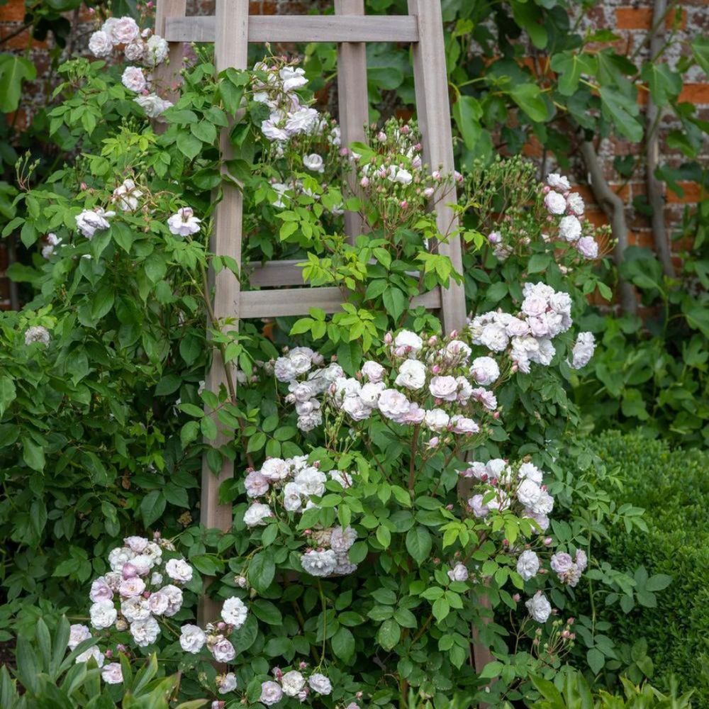 David Austin 'Blush Noisette' English Climbing Rose 6Ltr Pot