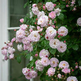 David Austin 'Blush Noisette' English Climbing Rose 6Ltr Pot