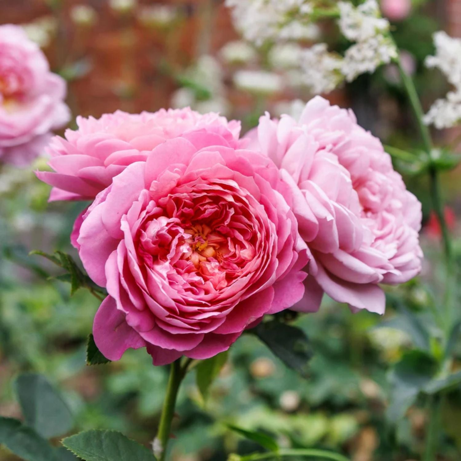 David Austin Roses Pot David Austin 'Emma Bridgewater' Shrub Rose 6Ltr Pot – Old Railway Line ...