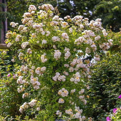 David Austin 'Ghislaine De Felingonde' Apricot Rambling Rose