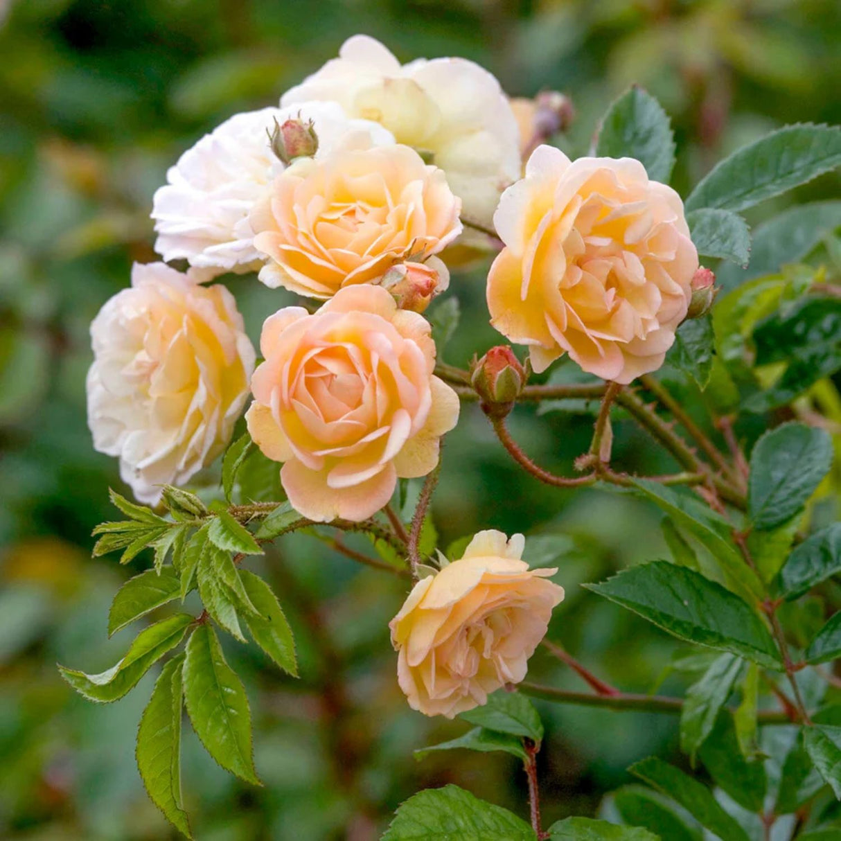 David Austin 'Ghislaine De Felingonde' Apricot Rambling Rose