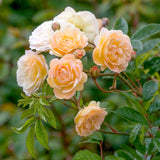 David Austin 'Ghislaine De Felingonde' Apricot Rambling Rose